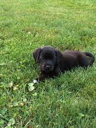 Lab Beagle Border Collie Mix Beagle Funny Cute Animals Cute Animal Pictures