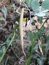 Image result for Cynanchum