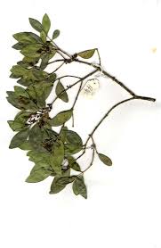 Image result for Olea chimanimani