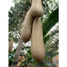 Image result for Kigelia africana