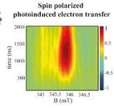 Direct detection of spin polarization in photoinduced charge ...