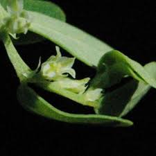 Image result for Phyllanthus omahakensis