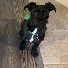 San antonio pet sitting jobs. Metropawlitan Grooming 21 Photos 30 Reviews Pet Groomers 3630 Se Military San Antonio Tx Phone Number