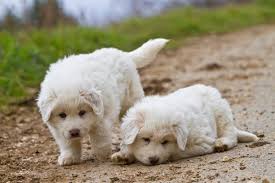 It was love at first sight. 11 Places To Find Great Pyrenees Puppies For Sale