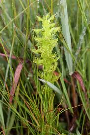 Image result for Habenaria lithophila