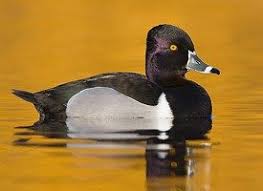 Large Black Bird With White Ring Around Neck Learn How To Identify Ring Necked Duck Its Life History Cool Facts Sounds And Calls And Watch Videos The Male Rin Duck Species Bird Life List Duck Hunting