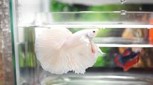 Age 1 year, 11 months. Live Betta Fish Male Beautiful Light Pink Platinum Halfmoon Hm B1 Youtube