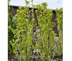 Image result for Cycnium filicalyx