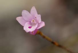 Image result for Polystachya dendrobiiflora