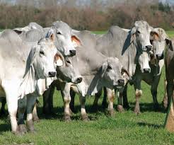 Find the perfect brahman cattle stock photos and editorial news pictures from getty images. Brahman Influence Good For Louisiana Cattle Producers Agweb