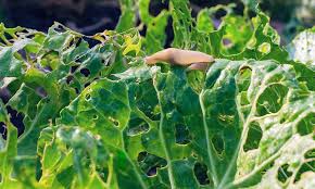 If you suspect pest damage, check underneath. What Pest Is Eating Holes In My Plant Leaves