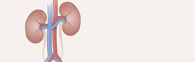 The ultrasound can also detect scarring in the kidneys which results in the term medical renal disease being suggested. Kidney Disease Causes And Prevention Fresenius Medical Care