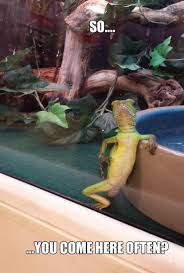 Funny Lizard Funny Lizards Funny Animals Lizard