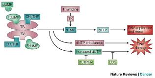 Fluorouracil stops the body from synthesizing thymine, a building block of dna, according to background information in the article. 5 Fluorouracil Mechanisms Of Action And Clinical Strategies Nature Reviews Cancer