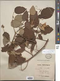 Image result for Gouania longispicata