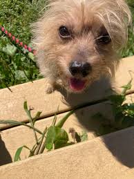 Life with a snuggle puppy under my desk