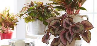 Rex begonias are grown specifically for their attractive foliage, and are almost exclusively indoor container plants. Rex Begonia Costa Farms