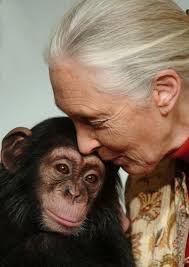 Remembering Jane Goodall. All of us here at Monkey World were saddened to  hear of the passing of Dame Jane Goodall. Jane led the way for chimpanzee  conservation, and she and Jim