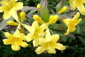 Your yellow flower vine stock images are ready. How To Grow Carolina Jessamine Gardener S Path