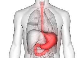 La aorta es la principal arteria del organismo. Aneurisma De Aorta Abdominal