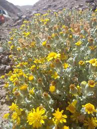 Image result for Oreophyton