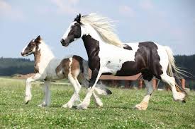 Also would make great stallion material…. Gypsy Horse Full Profile History And Care