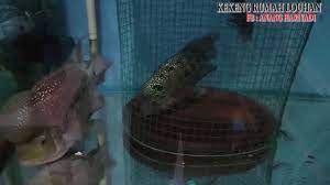Siapa yang tidak mengenal ikan louhan? Cara Ternak Ikan Louhan Untuk Pemula Flowerhorn Breeding Solusi Breeding Louhan Galak Youtube