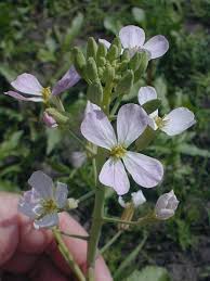 Image result for Raphanus