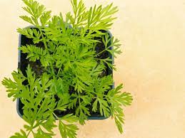 Many types of carrot will grow well in containers, and nurseries and seed companies will often note which varieties are best for planting in small spaces. Caring For Potted Carrots How To Grow Carrot Plants In The Home