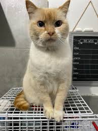 These are my rehomed guineas!