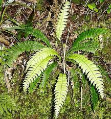 Image result for Blechnum australe