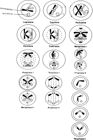The plant cell is one of the most fundamental concepts taught in class 11. Draw The Diagram Of Meiosis From Biology Cell Cycle And Cell Division Class 11 Cbse