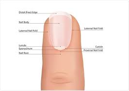 Check spelling or type a new query. Types Of Nail Disease