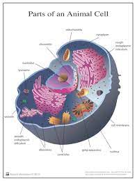 It has been estimated that humans contain organelles are parts of the cell which are adapted and/or specialized for carrying out one or more vital functions, analogous to the organs of the human body (such as the heart, lung. Montessori Materials Parts Of An Animal Cell Nomenclature Cards 3 6 Printed
