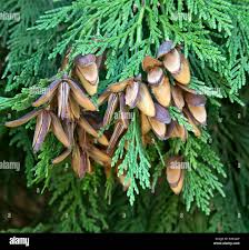 Image result for Calocedrus decurrens