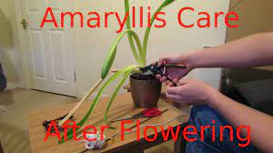 Maybe you would like to learn more about one of these? Amaryllis Care After Flowering Youtube