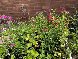 Image result for Pentas bussei