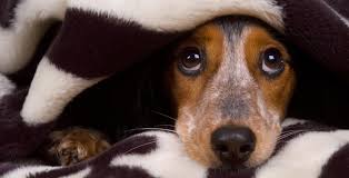 He and our other dog, rigby, are best friends and have been inseparable since we got pepper home. Toronto Humane Society Requesting Blanket Donations To Keep Dogs Warm News