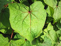 Image result for Thesium pygmaeum