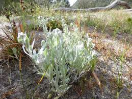 Image result for Vellereophyton dealbatum