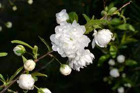 We did not find results for: Flowering Almond Eden Hills