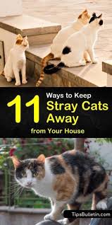 11 Easy Ways To Keep Stray Cats Away From The House Stray Cat Keep Cats Away Cat Repellant