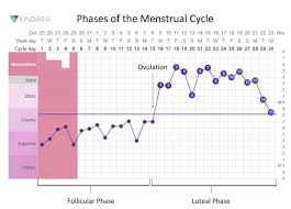 Basal Body Temperature 101