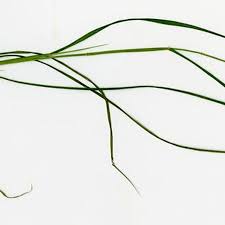 Image result for Chloris pilosa