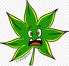 Klik pada gambar thumbail untuk mengunduh gambar ukuran penuh. Diesel Sour Kota New York Diesel Ganja Gambar Png