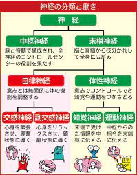 自律神経の乱れと原因 整え方の基本 応用まで専門医が解説 カラダネ 看護ノート 健康と美容 健康のモチベーション