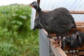 They can roost in trees if they so desire. How The Heck Did We Train Guinea Fowl To Return To Their Coop Greig Farm