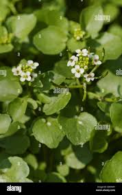 Image result for Nasturtium microphyllum