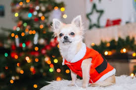Chihuahua Kopek Ozellikleri Ve Karakteri Petza