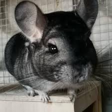 The #1 free pet classifieds site to buy, sell and rehome chinchillas and other rodents near me. Cameron S Chinchillas Uk Home Facebook
